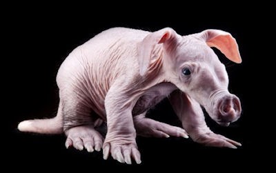 young male aardvark
